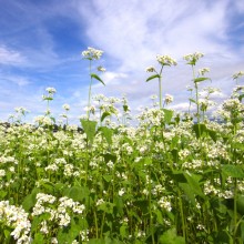 荒川 花見の里ちちぶ そばの花