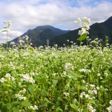 荒川 花見の里ちちぶ そばの花