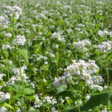 荒川 花見の里ちちぶ そばの花