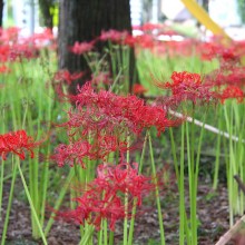 愛宕神社 曼殊沙華