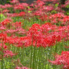 愛宕神社 曼殊沙華