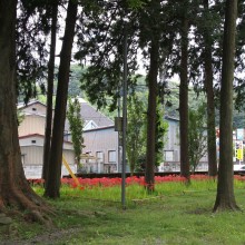 愛宕神社 曼殊沙華