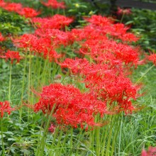 愛宕神社 曼殊沙華