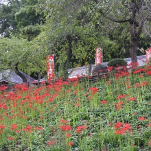 秋の七草寺_曼殊沙華