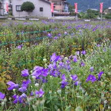 秋の七草寺_桔梗