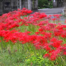 秋の七草寺_曼殊沙華