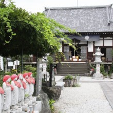 秋の七草寺_桔梗