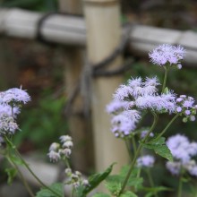 秋の七草寺_藤袴