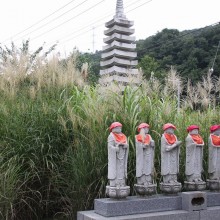 秋の七草寺_尾花