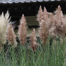 秋の七草寺_尾花