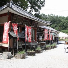 秋の七草寺_撫子