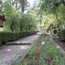 秋の七草寺_撫子