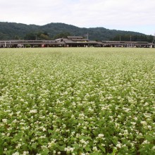 荒川そばの花見まつり