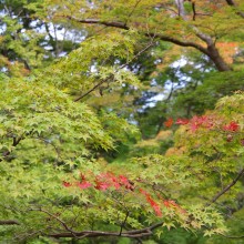 上長瀞月の石もみじ公園