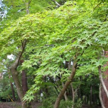 上長瀞月の石もみじ公園