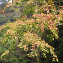 奥秩父・中津峡紅葉