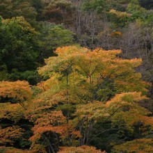 奥秩父・滝川渓谷紅葉