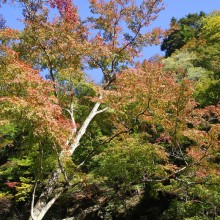 奥秩父・中津峡紅葉