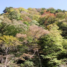 奥秩父・中津峡紅葉