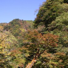 奥秩父・中津峡紅葉