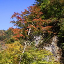 奥秩父・中津峡紅葉