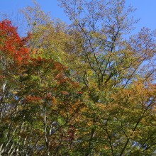 奥秩父・滝川渓谷紅葉