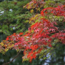 寶登山神社紅葉