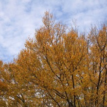 寶登山神社紅葉