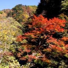 奥秩父・中津峡紅葉