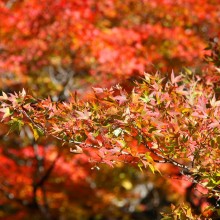 奥秩父・中津峡紅葉