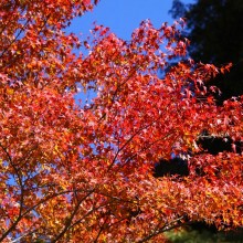 奥秩父・中津峡紅葉