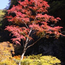 奥秩父・中津峡紅葉