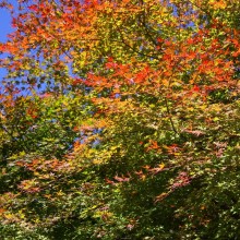 奥秩父・栃本関所跡紅葉