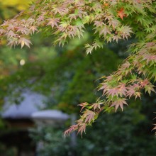 寶登山神社紅葉