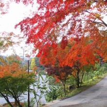 札所1番四萬部寺紅葉