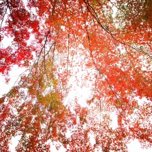 札所1番四萬部寺紅葉