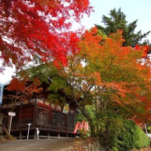 札所1番四萬部寺紅葉