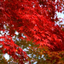 札所1番四萬部寺紅葉