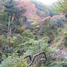 秩父華厳の滝紅葉