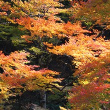 奥秩父・中津峡紅葉