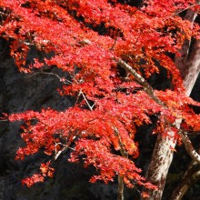 奥秩父・中津峡紅葉