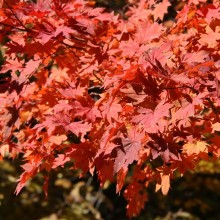 奥秩父・滝川渓谷紅葉