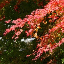 奥秩父・栃本関所跡紅葉