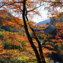 奥秩父浦山ダム周辺紅葉