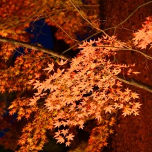 長瀞紅葉 月の石もみじ公園 ライトアップ