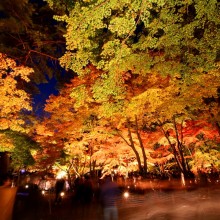 長瀞紅葉 月の石もみじ公園 ライトアップ