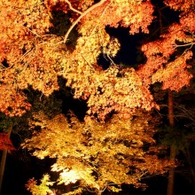 長瀞紅葉 月の石もみじ公園 ライトアップ