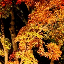 長瀞紅葉 月の石もみじ公園 ライトアップ