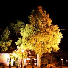 寶登山神社紅葉ライトアップ