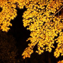 寶登山神社紅葉ライトアップ